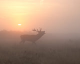 Misty Morning Stag Poster och Canvastavla
