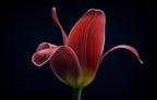 First Tulip Poster och Canvastavla