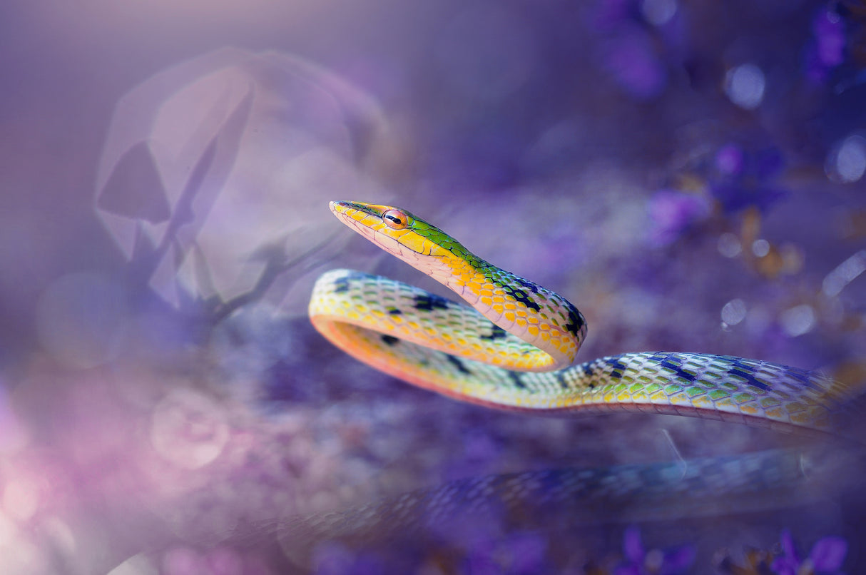 Tree Snake Poster och Canvastavla