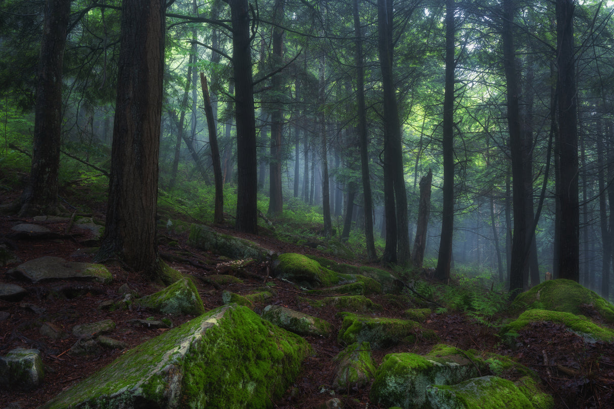 Foggy Forest Poster och Canvastavla