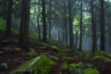 Foggy Forest Poster och Canvastavla