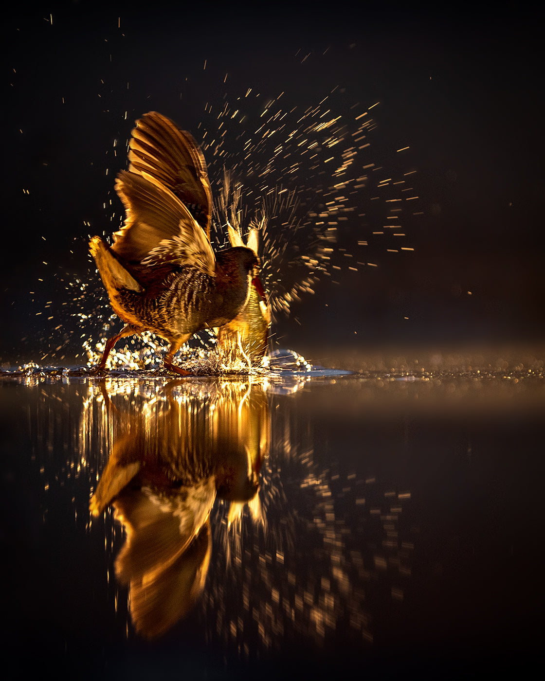 Flying Golden Light Poster och Canvastavla