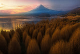 Mt. Fuji in Fall Poster och Canvastavla
