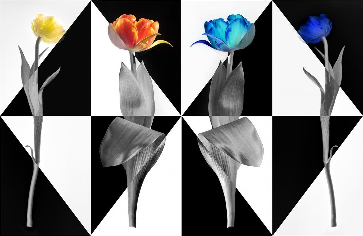 PopArt Tulips Poster och Canvastavla