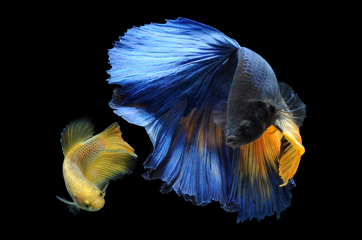 Pair Betta Fish Poster och Canvastavla