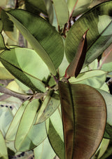 Ficus Elastica Poster och Canvastavla