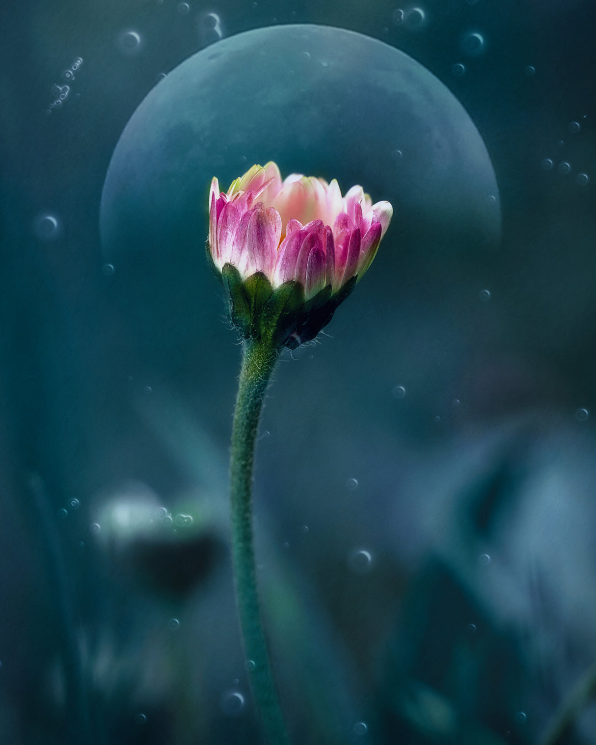 A flower's dream Poster och Canvastavla