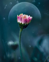 A flower's dream Poster och Canvastavla