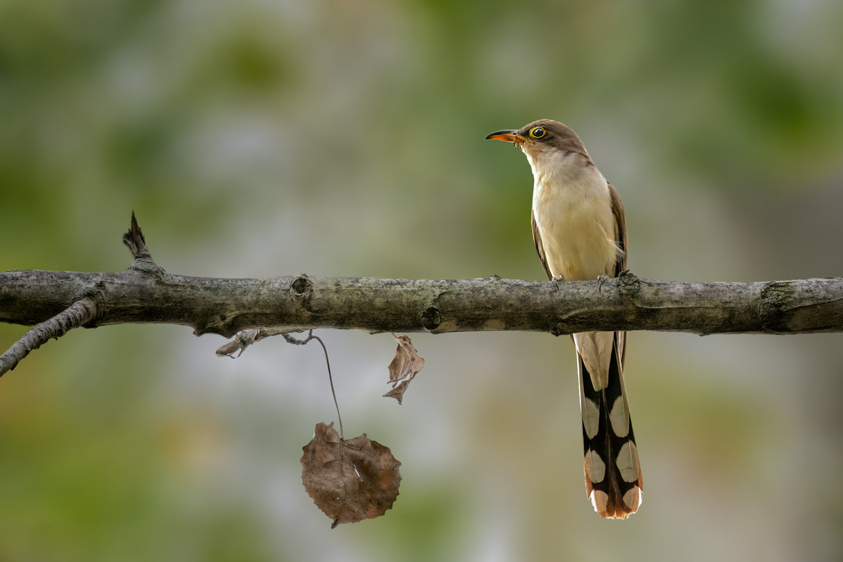 Yellow billed cuckoo Poster och Canvastavla