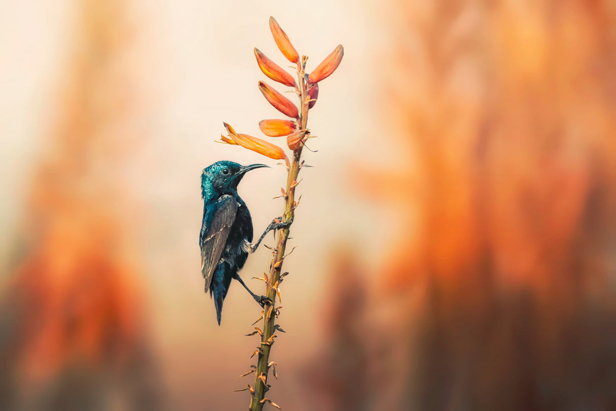 Purple Sunbird Poster och Canvastavla