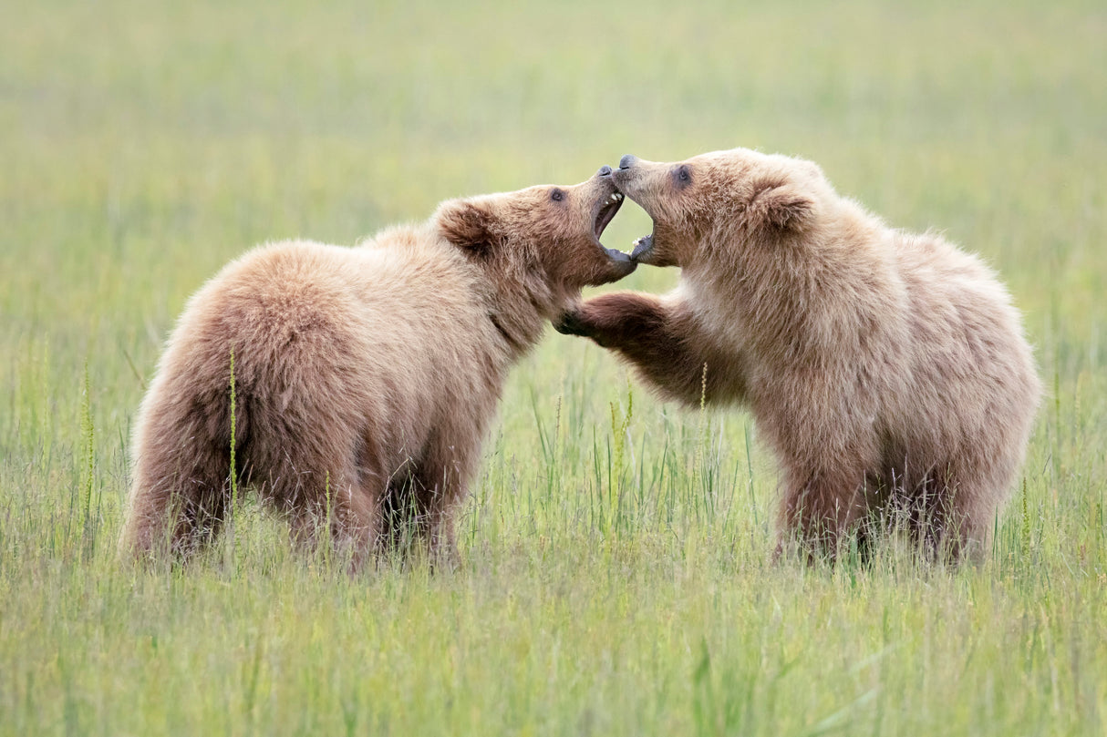 Cub Bear Play Time Poster och Canvastavla