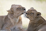 Wild tenderness Poster och Canvastavla