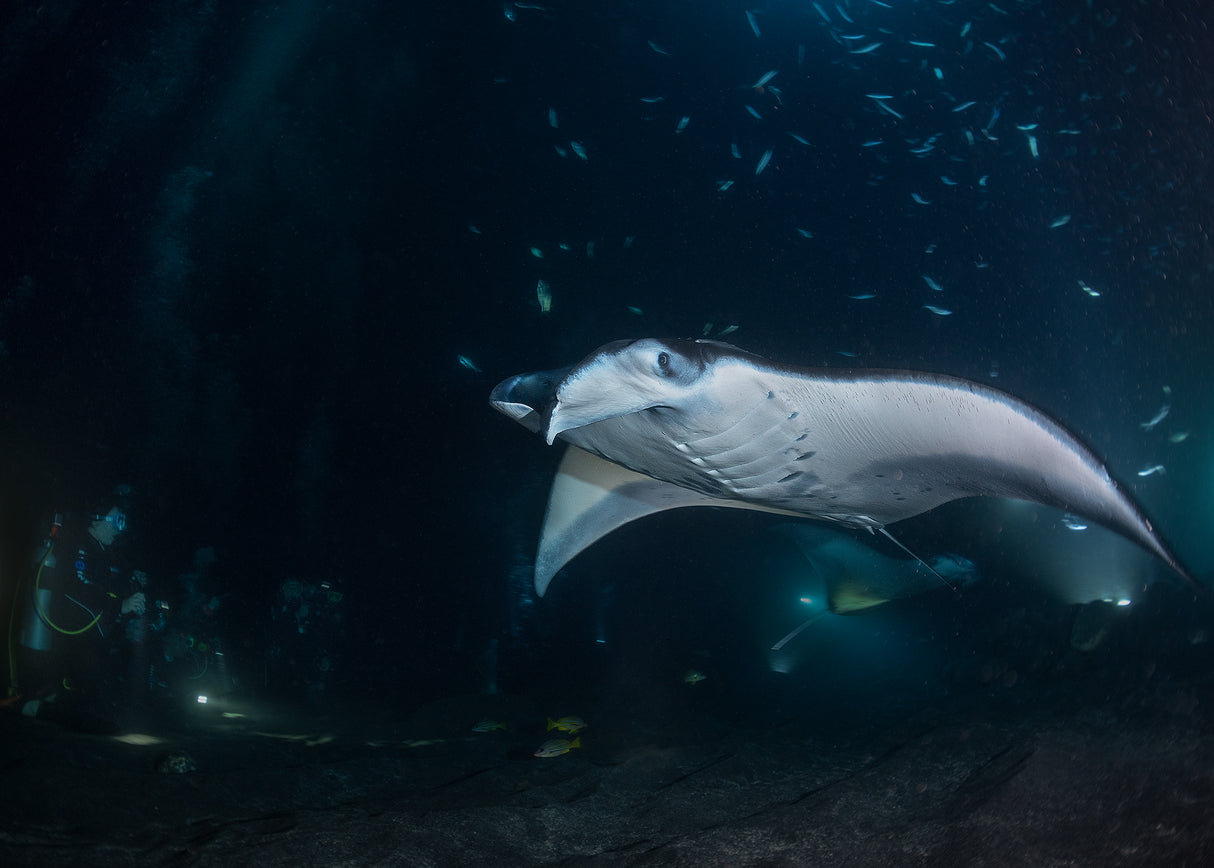 Manta Jet coming Poster och Canvastavla