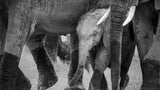 Family Protection Poster och Canvastavla