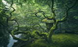 Japanese Tree Poster och Canvastavla