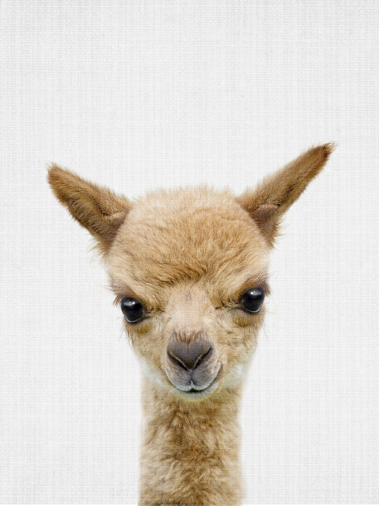 Peekaboo Baby Llama Poster och Canvastavla