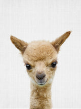 Peekaboo Baby Llama Poster och Canvastavla
