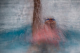 Harmony in the water Poster och Canvastavla