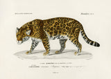 Jaguar (panthera Onca) Poster och Canvastavla