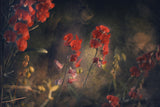 Floral pleasure Poster och Canvastavla