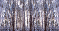 Panoramic Winter Pine Trees Poster och Canvastavla