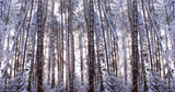 Panoramic Winter Pine Trees Poster och Canvastavla