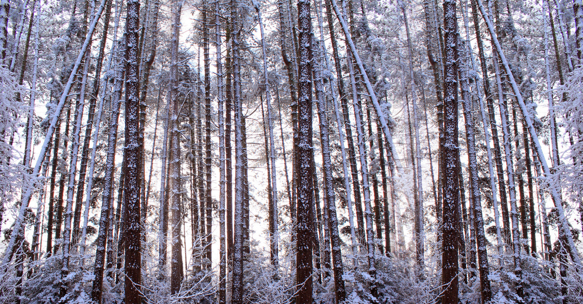 Panoramic Winter Pine Trees Poster och Canvastavla