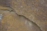 Tex Surface S25 Poster och Canvastavla