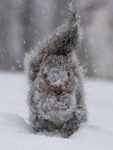 Squirrel garden gnome Poster och Canvastavla