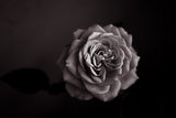 Rose Poster och Canvastavla