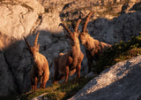 Happy trio Poster och Canvastavla