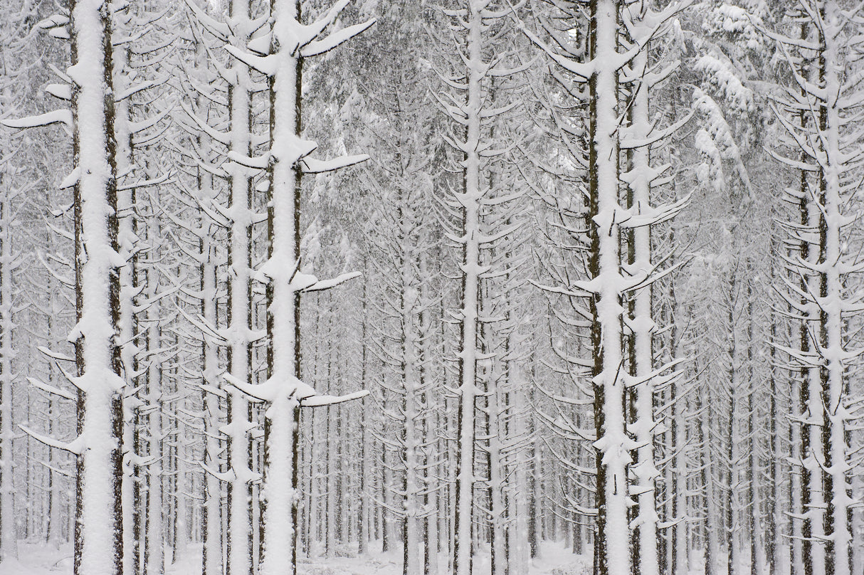 snow in the forest Poster och Canvastavla