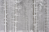 snow in the forest Poster och Canvastavla