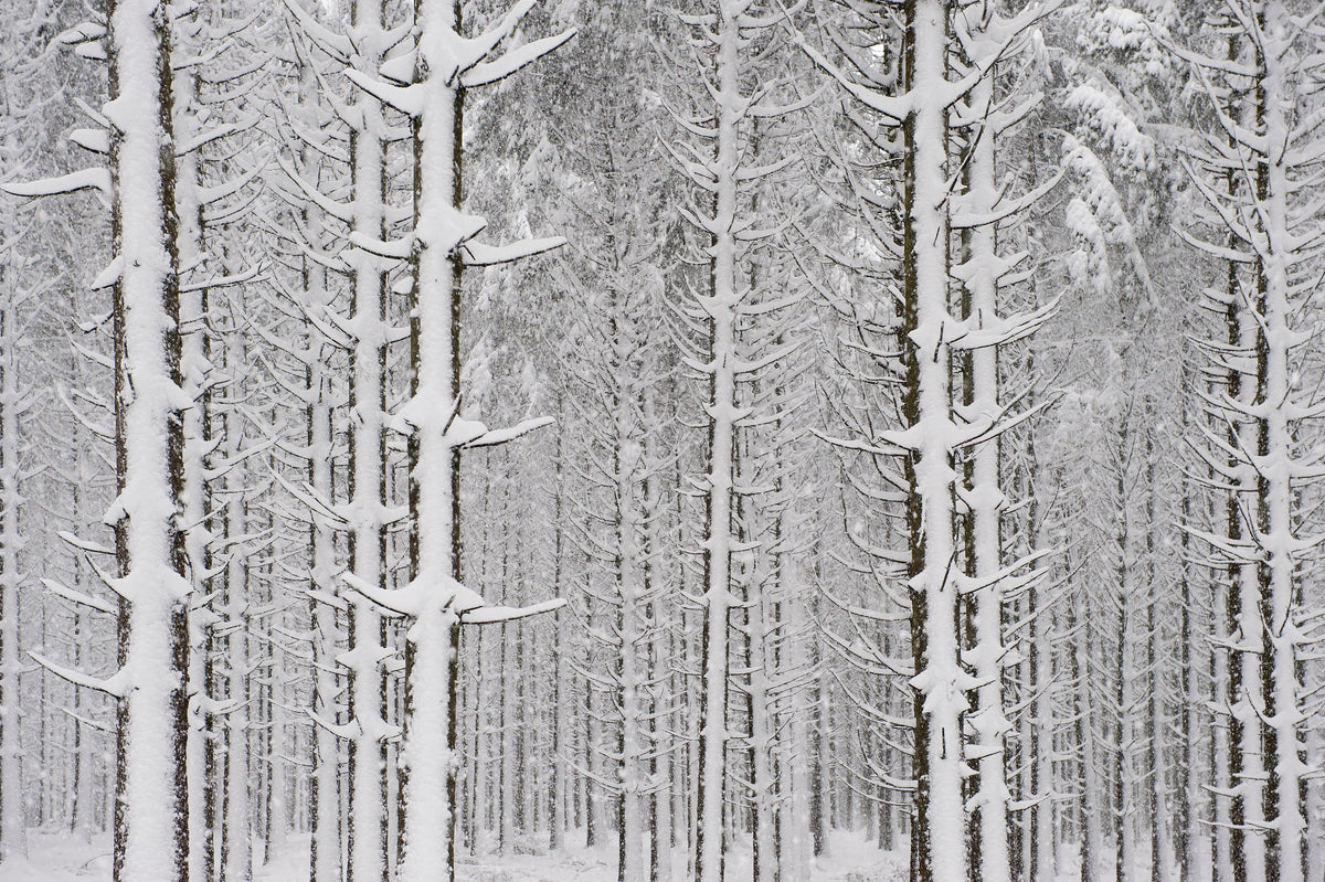 snow in the forest Poster och Canvastavla