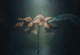 Withe hydrangea Poster och Canvastavla