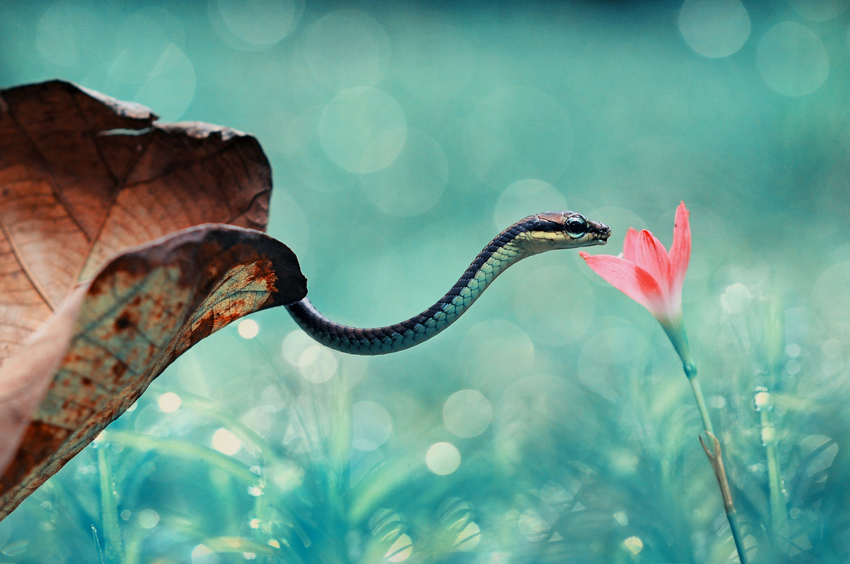 Snake - Venom with Honey Poster och Canvastavla