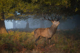 Autumn calling Poster och Canvastavla