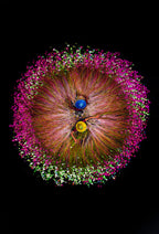 Harvesting water lilies Poster och Canvastavla