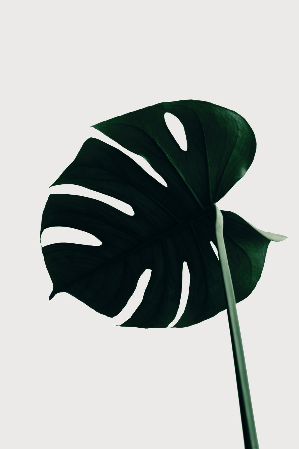 Monstera Natural 04 Poster och Canvastavla