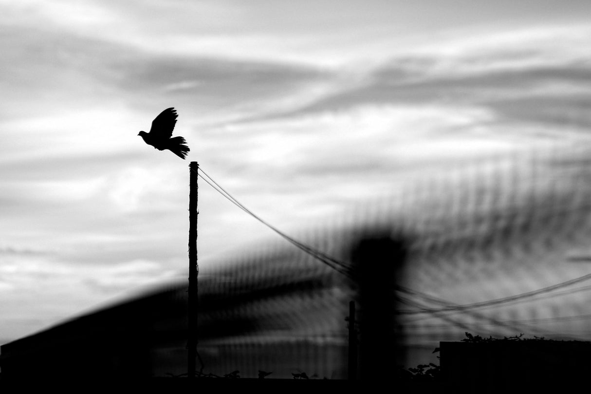 Fly away Poster och Canvastavla