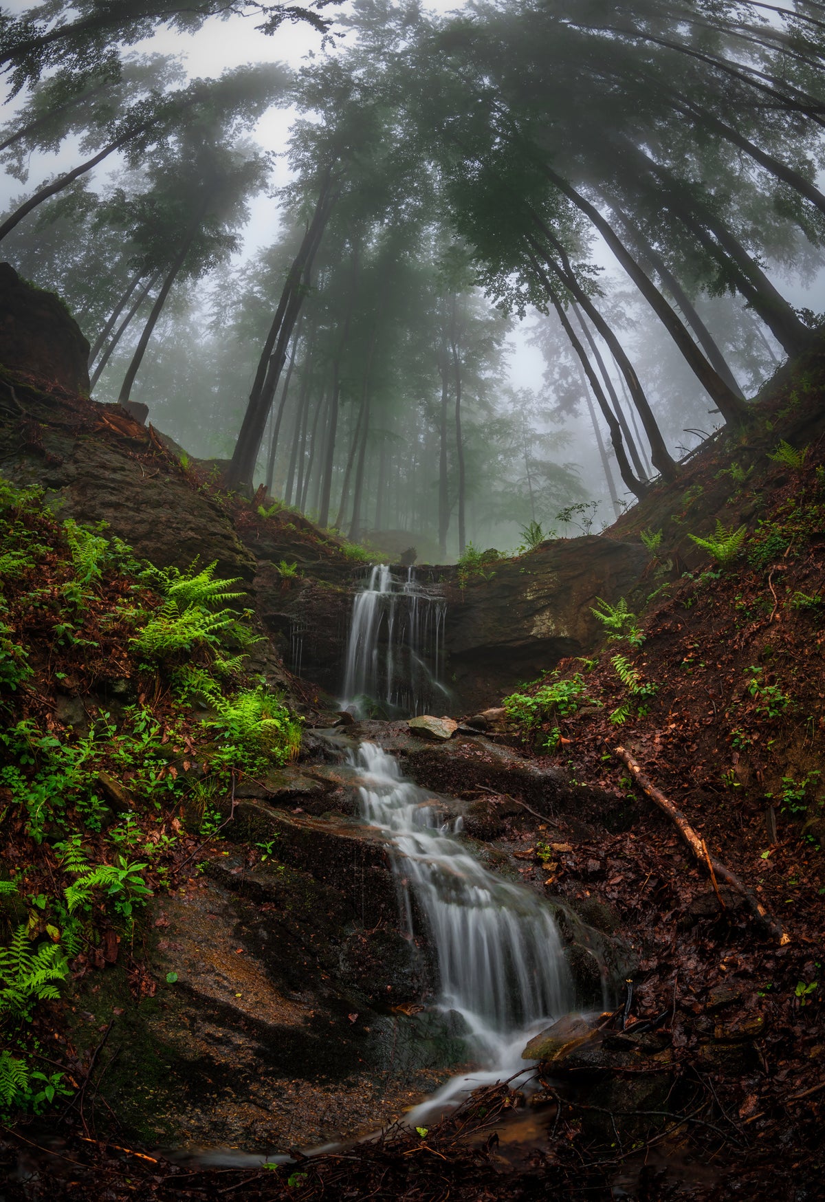 Trees bend over the waterfall Poster och Canvastavla