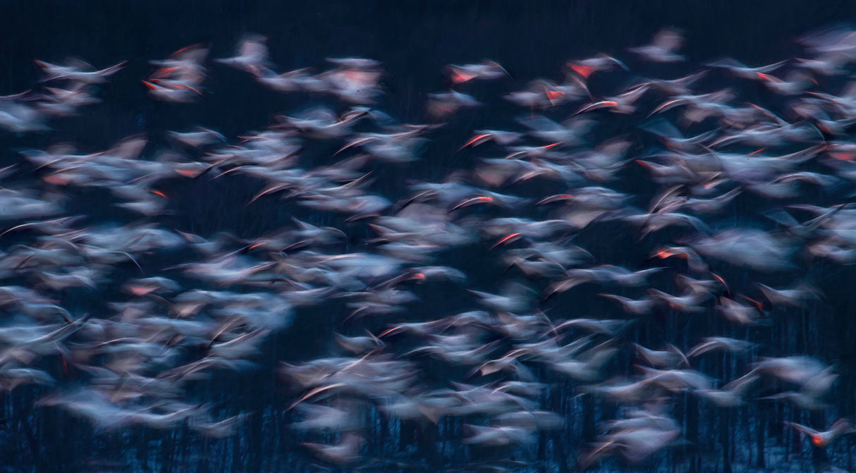 Snow Geese Migration Poster och Canvastavla