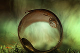 In the circle Poster och Canvastavla