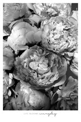 Life blooms everyday peonies bw Poster och Canvastavla