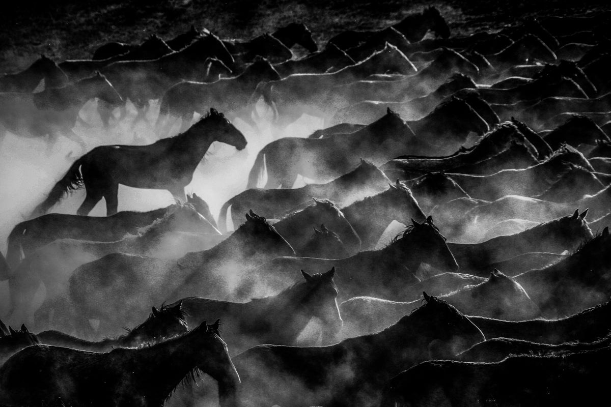 horses Poster och Canvastavla