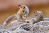 Fox family Poster och Canvastavla