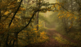 a sorrow beyond dreams / color Poster och Canvastavla