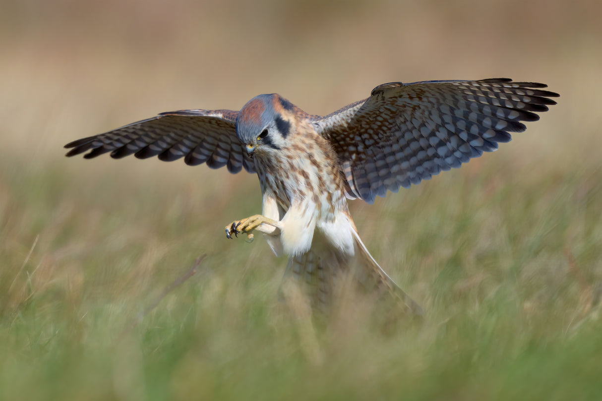 American Kestrel Hunting Poster och Canvastavla