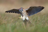 American Kestrel Hunting Poster och Canvastavla