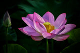 Lotus 3 Poster och Canvastavla